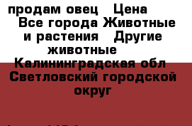  продам овец › Цена ­ 100 - Все города Животные и растения » Другие животные   . Калининградская обл.,Светловский городской округ 